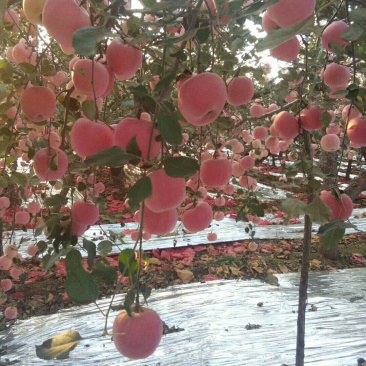 8月15红富士苹果大量上市了，山地苹果脆甜，色泽好，
