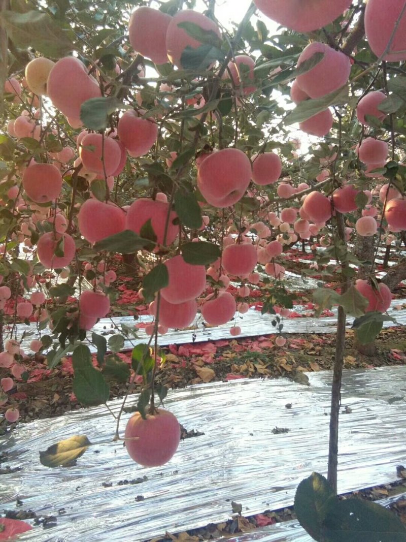 8月15红富士苹果大量上市了，山地苹果脆甜，色泽好，