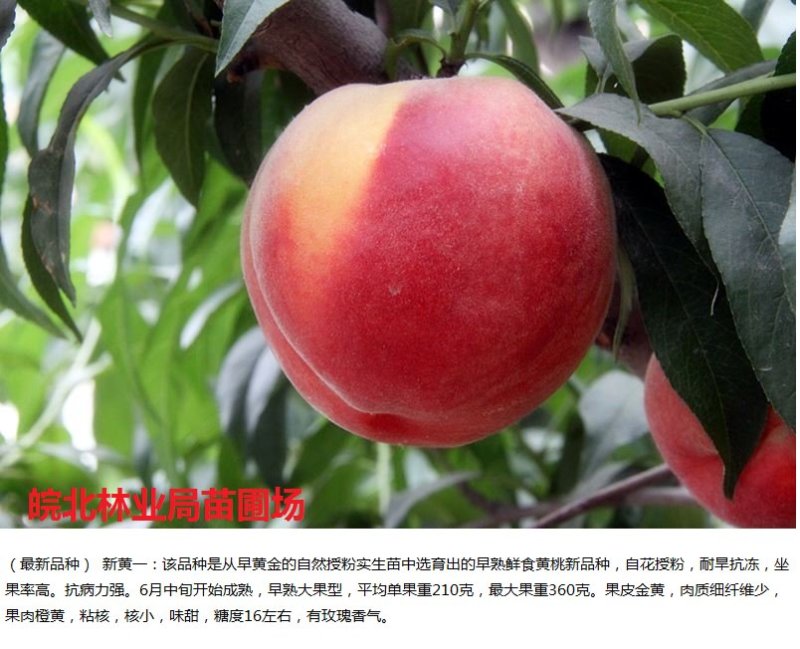 新黄一桃苗，新品种，个头大，口感脆甜，产量高