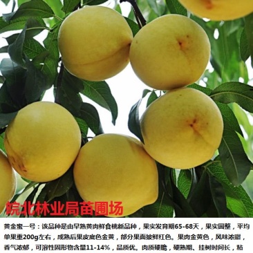 黄金蜜1号黄桃苗，6月初成熟，口感蜜甜，果实饱满，座果率