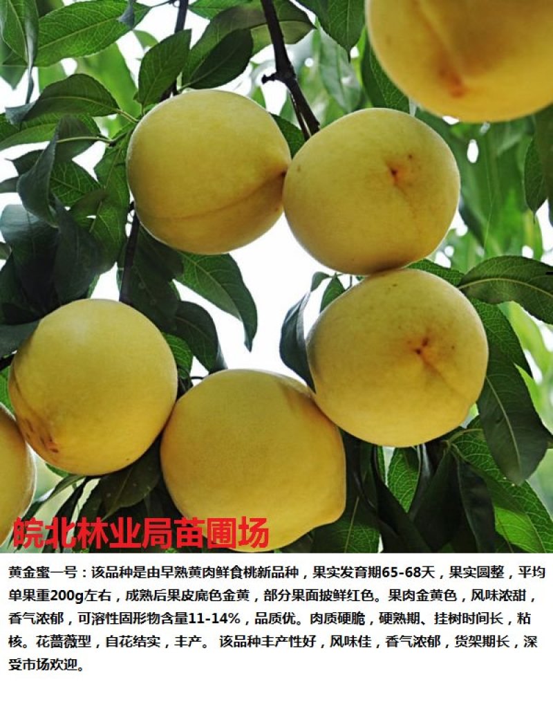 黄金蜜1号黄桃苗，6月初成熟，口感蜜甜，果实饱满，座果率