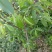 黄金蜜1号黄桃苗，6月初成熟，口感蜜甜，果实饱满，座果率