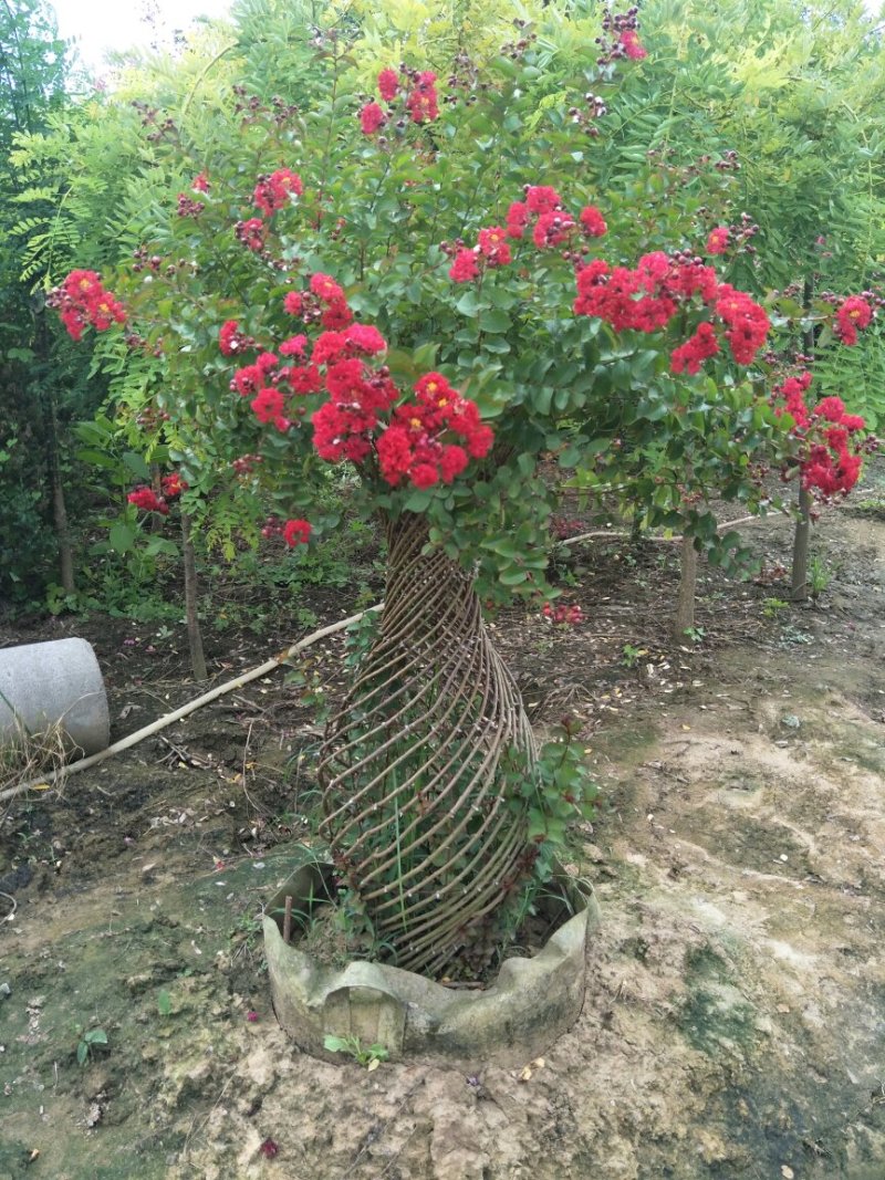 紫薇花蓝