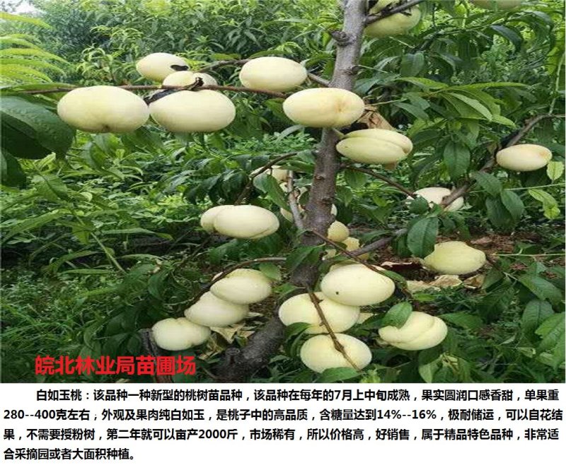 白如玉桃树苗