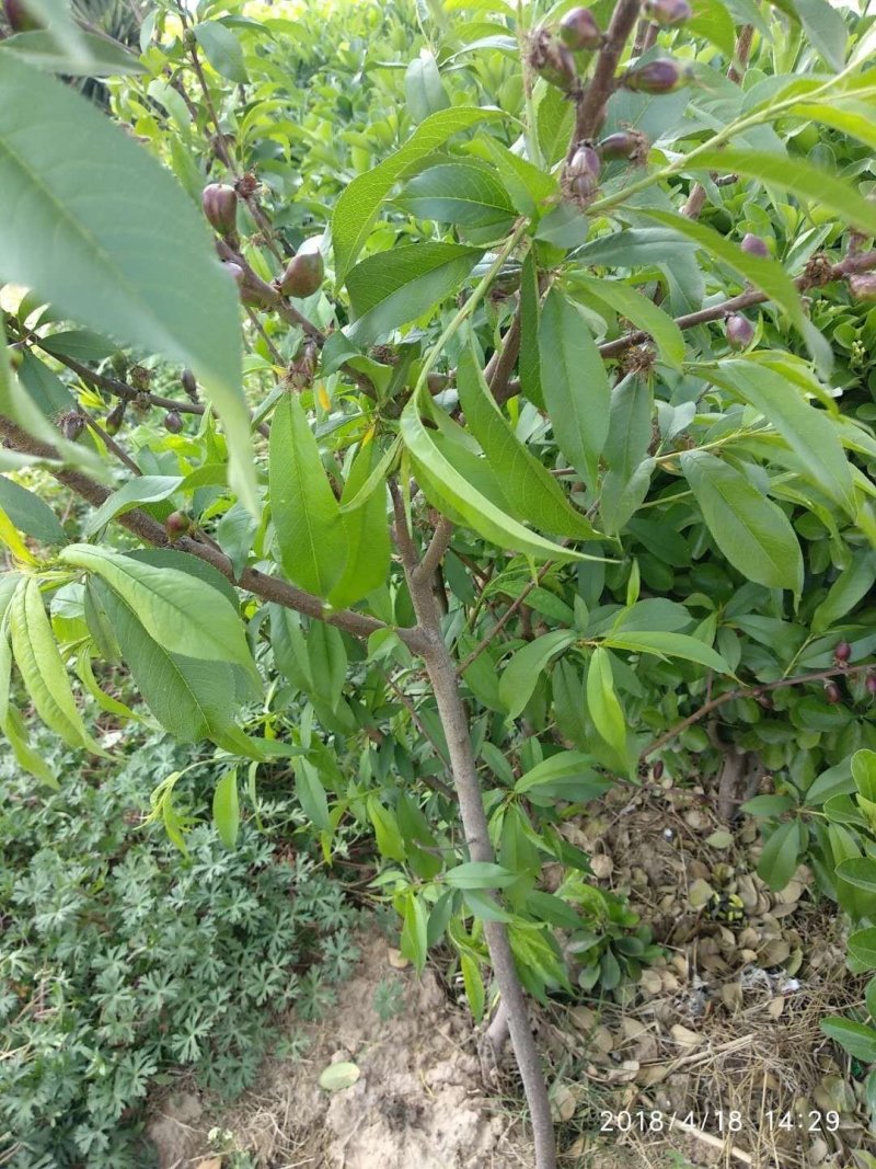 白如玉桃树苗