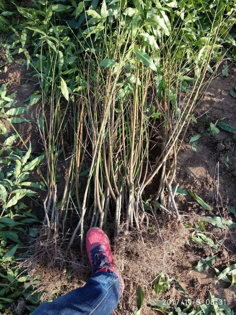 白如玉桃树苗