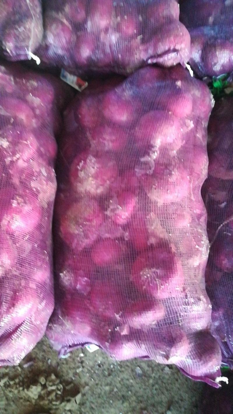 紫皮洋葱8厘米以上产地直发品质保证大量供货