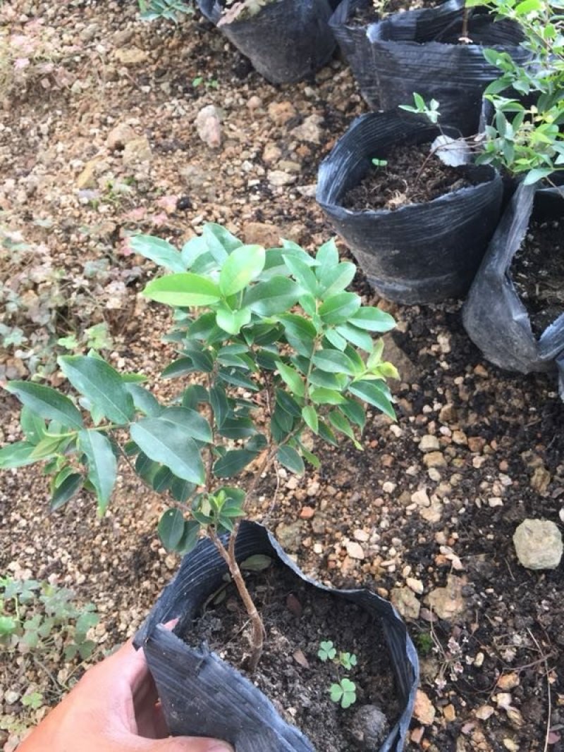 嘉宝果树苗，杯苗，地栽苗。现货。需要的联系。