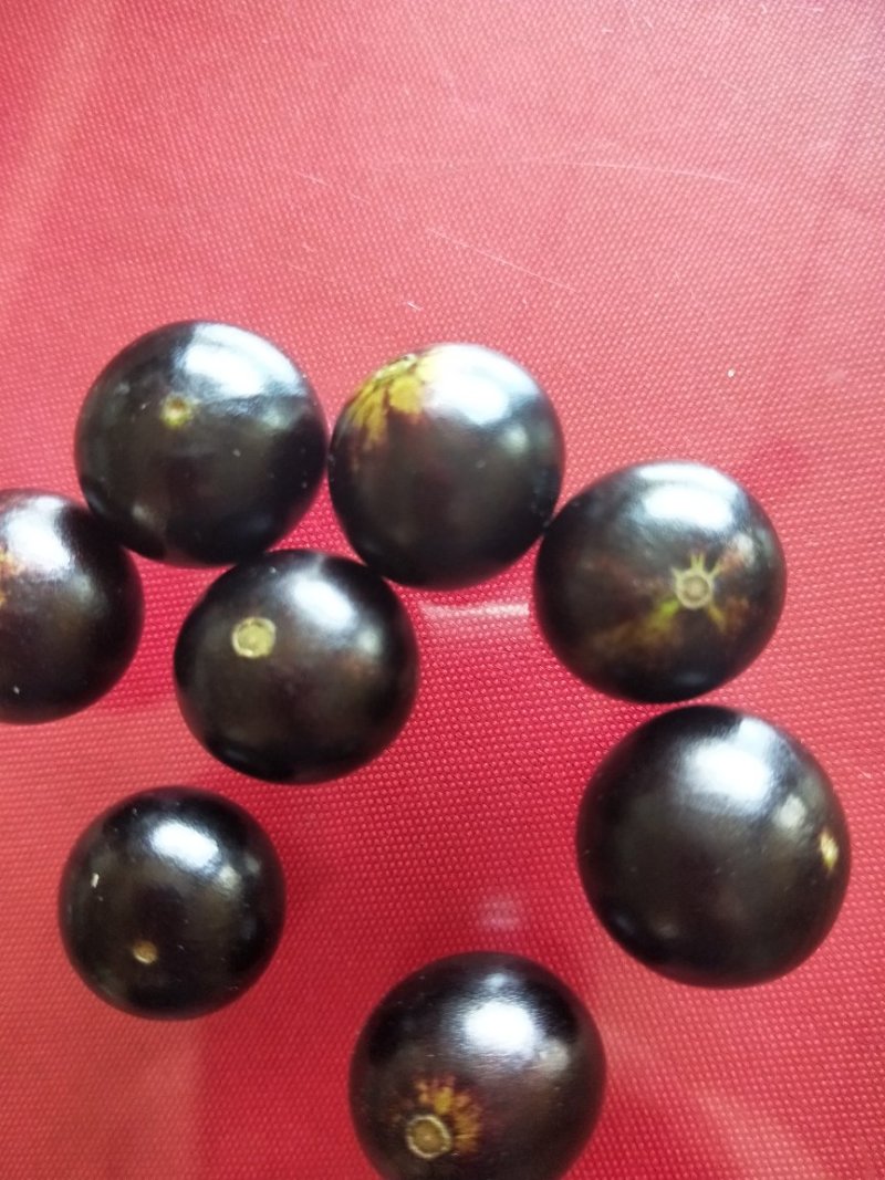 嘉宝果树苗，杯苗，地栽苗。现货。需要的联系。