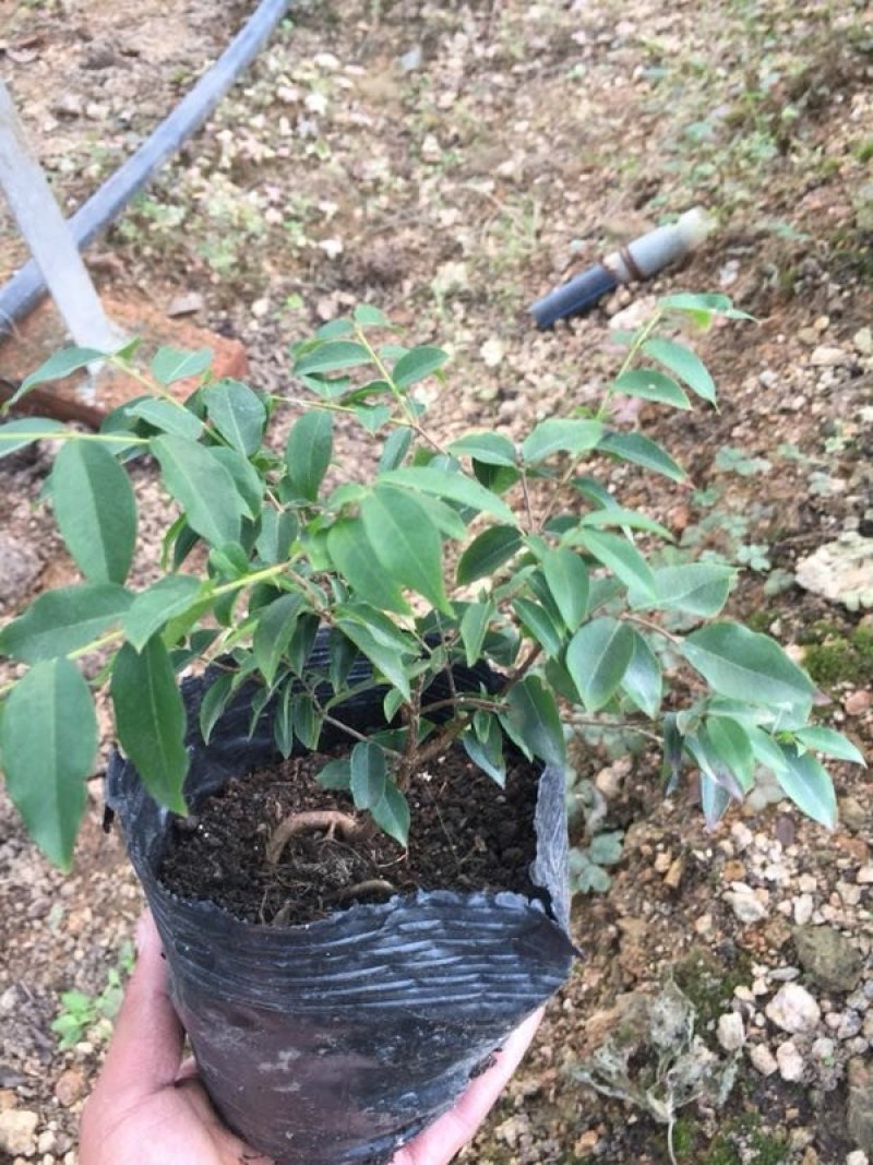 嘉宝果树苗，杯苗，地栽苗。现货。需要的联系。