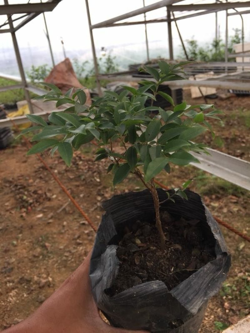 嘉宝果树苗，杯苗，地栽苗。现货。需要的联系。