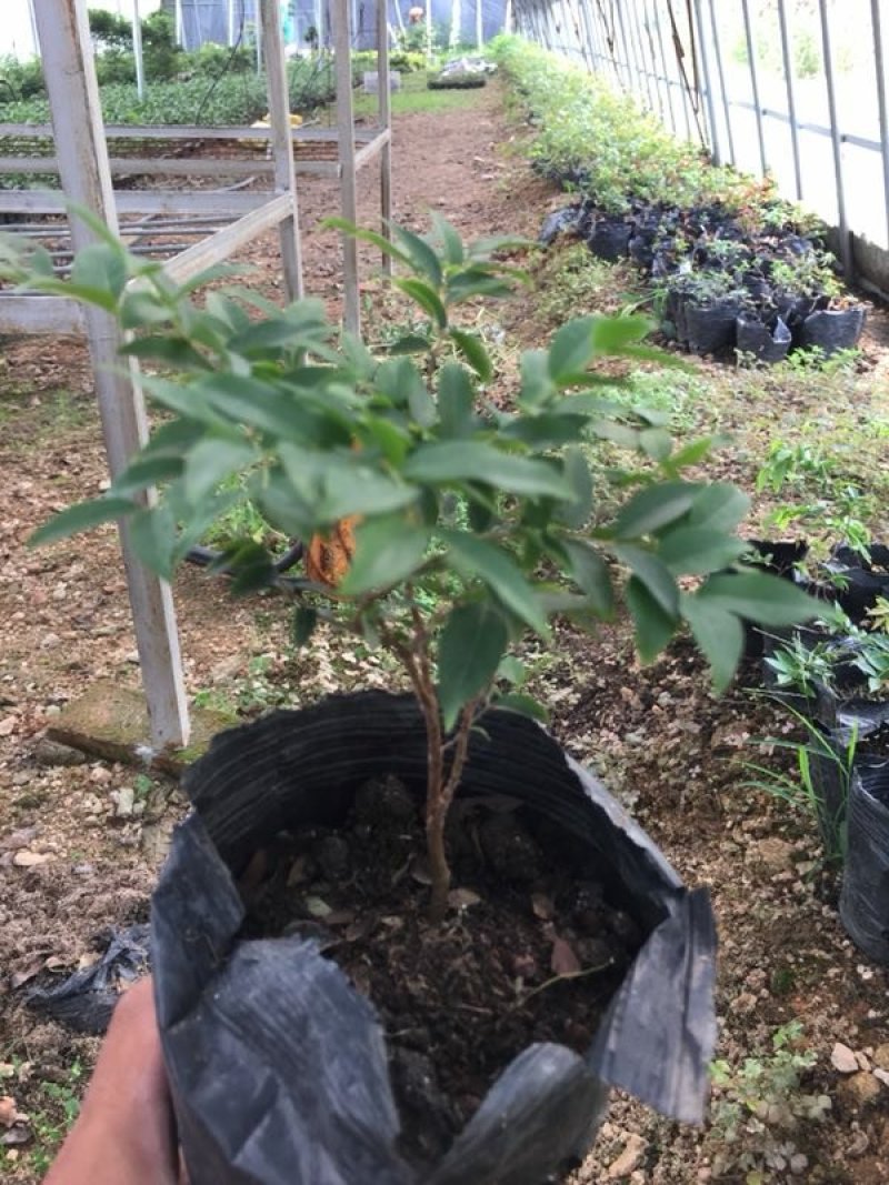 嘉宝果树苗，杯苗，地栽苗。现货。需要的联系。