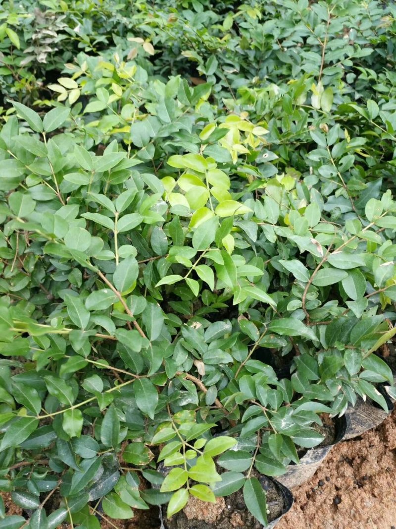 嘉宝果树苗，杯苗，地栽苗。现货。需要的联系。