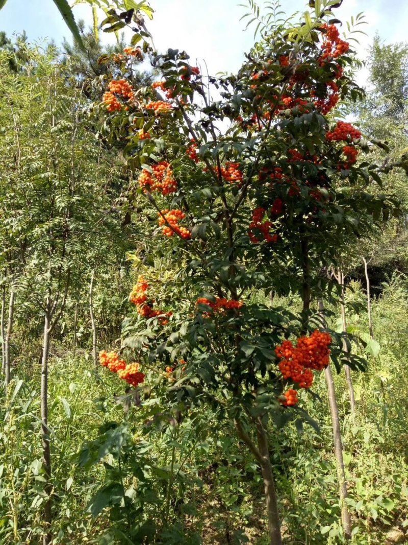 花楸苗白桦花楸水榆花楸，花楸树苗乡土彩叶苗木