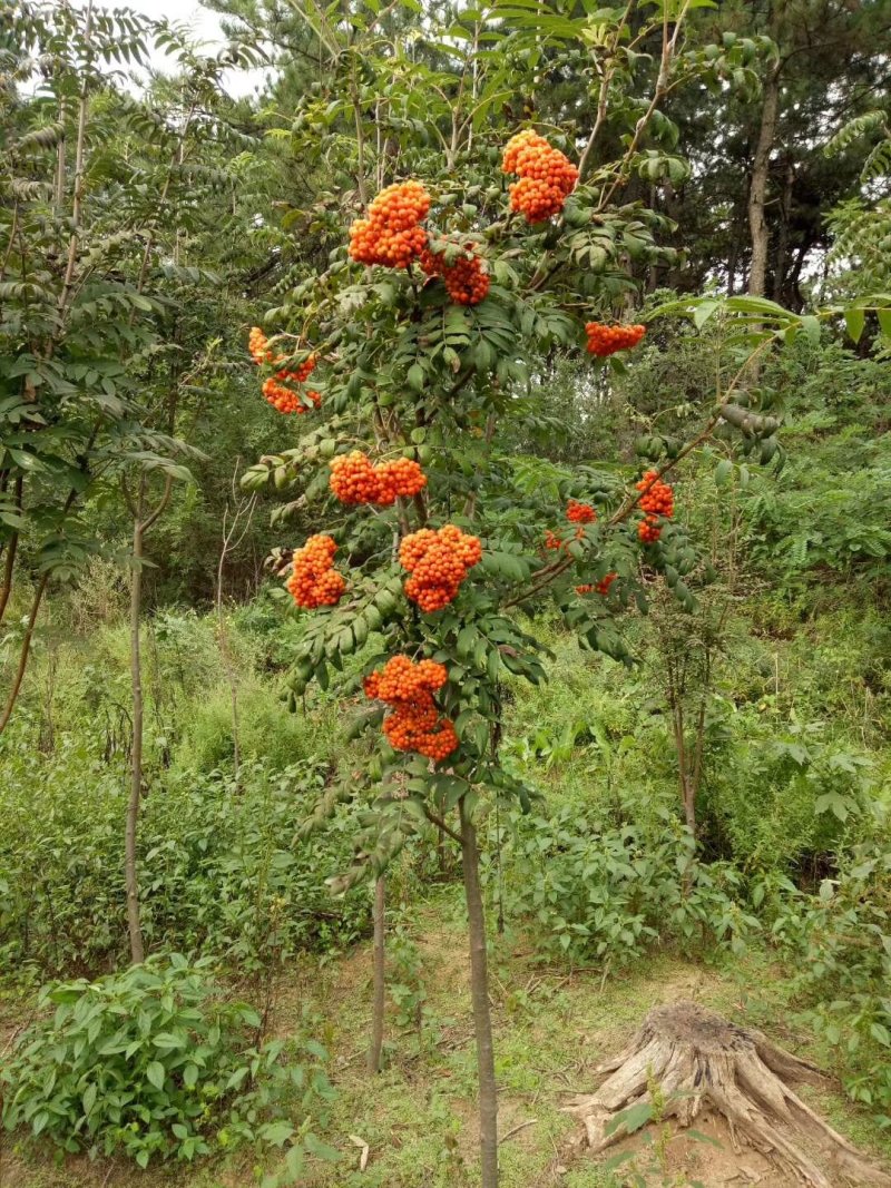 花楸苗白桦花楸水榆花楸，花楸树苗乡土彩叶苗木