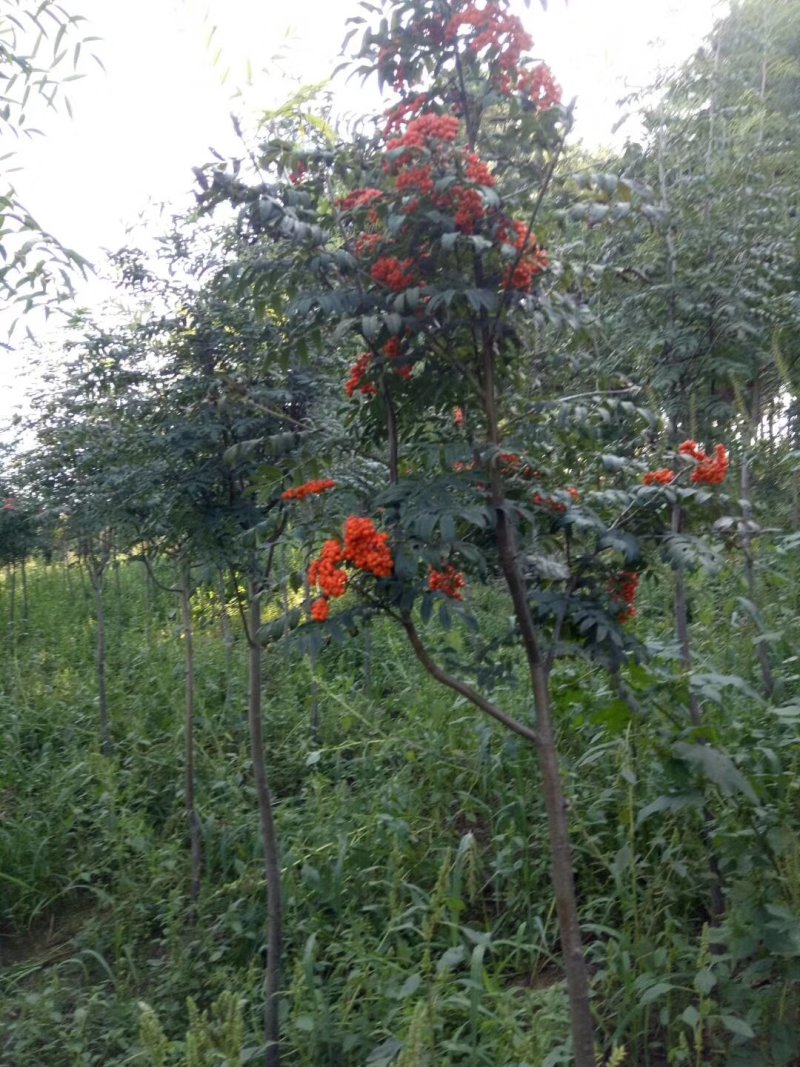 花楸苗白桦花楸水榆花楸，花楸树苗乡土彩叶苗木