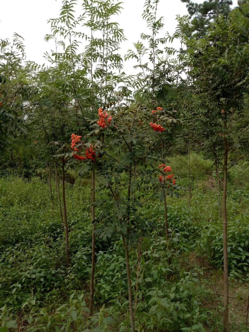 花楸苗白桦花楸水榆花楸，花楸树苗乡土彩叶苗木