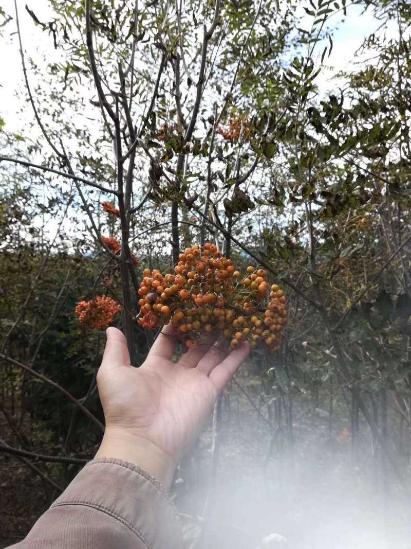 花楸苗白桦花楸水榆花楸，花楸树苗乡土彩叶苗木