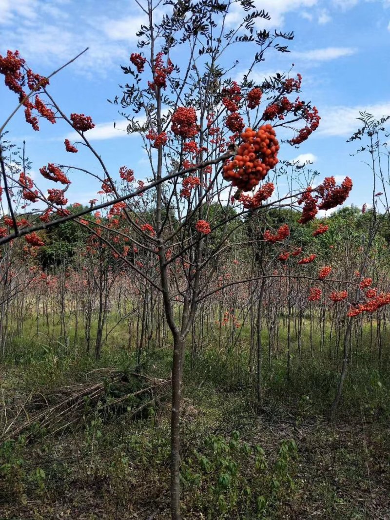 花楸苗白桦花楸水榆花楸，花楸树苗乡土彩叶苗木