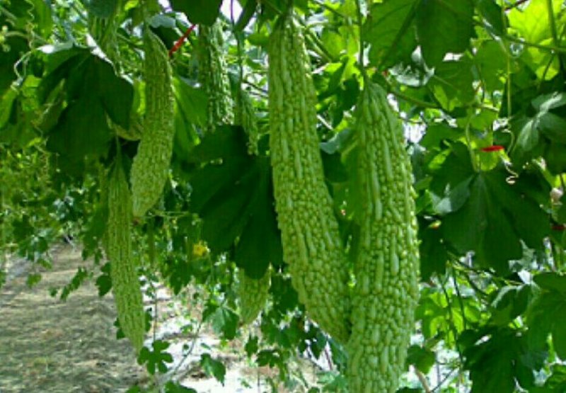 同兴蔬菜都上市了