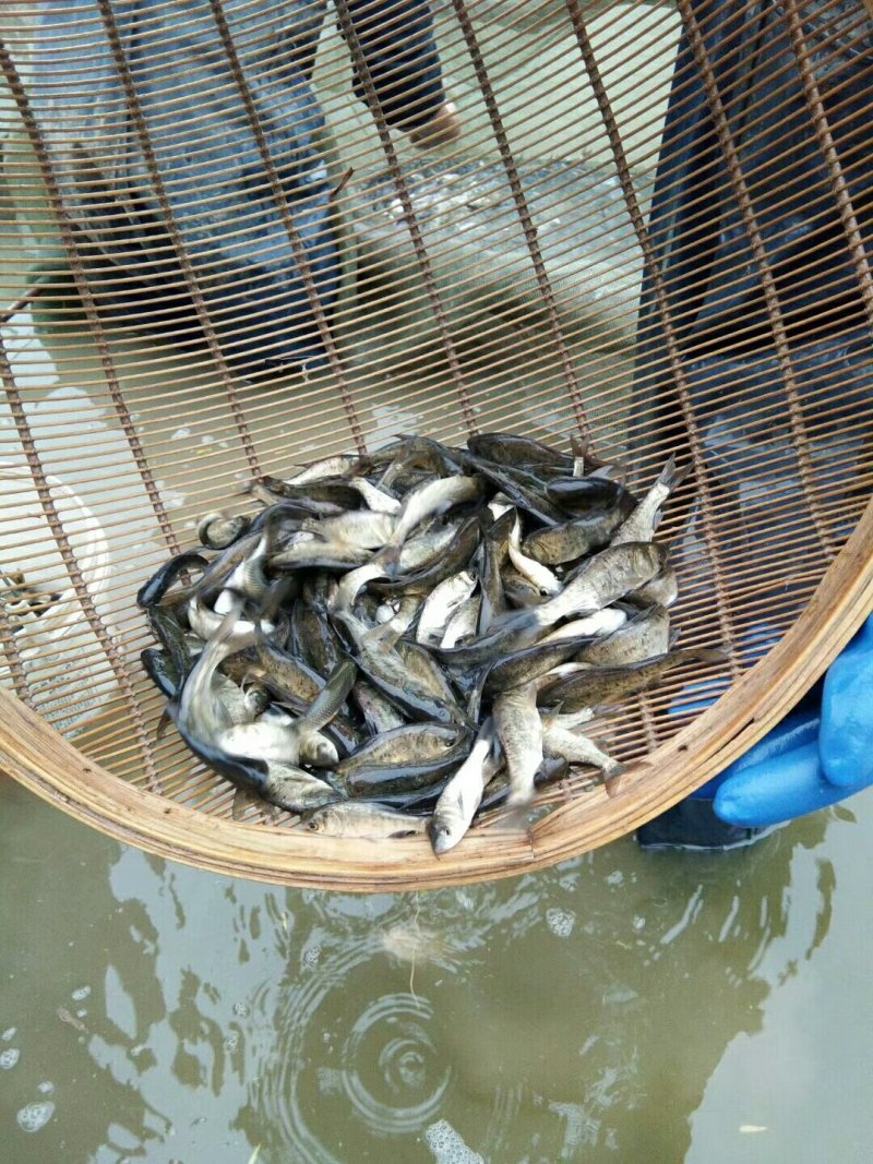 【恒泰鱼苗养殖场】鲤鱼苗草鱼苗锦鲤苗武昌鱼苗鲢鱼