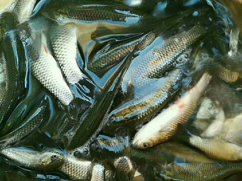 【恒泰鱼苗养殖场】鲤鱼苗草鱼苗锦鲤苗武昌鱼苗鲢鱼