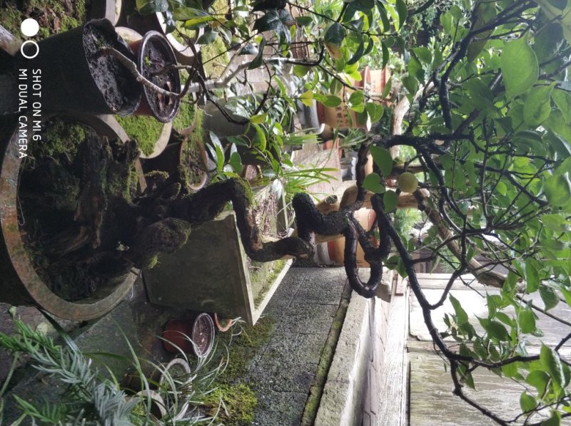 老盆景。
