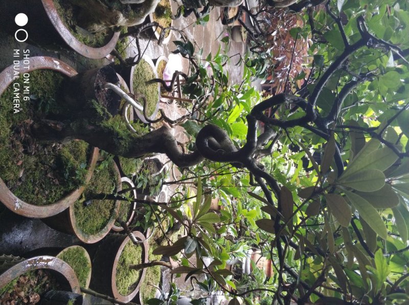 老盆景。