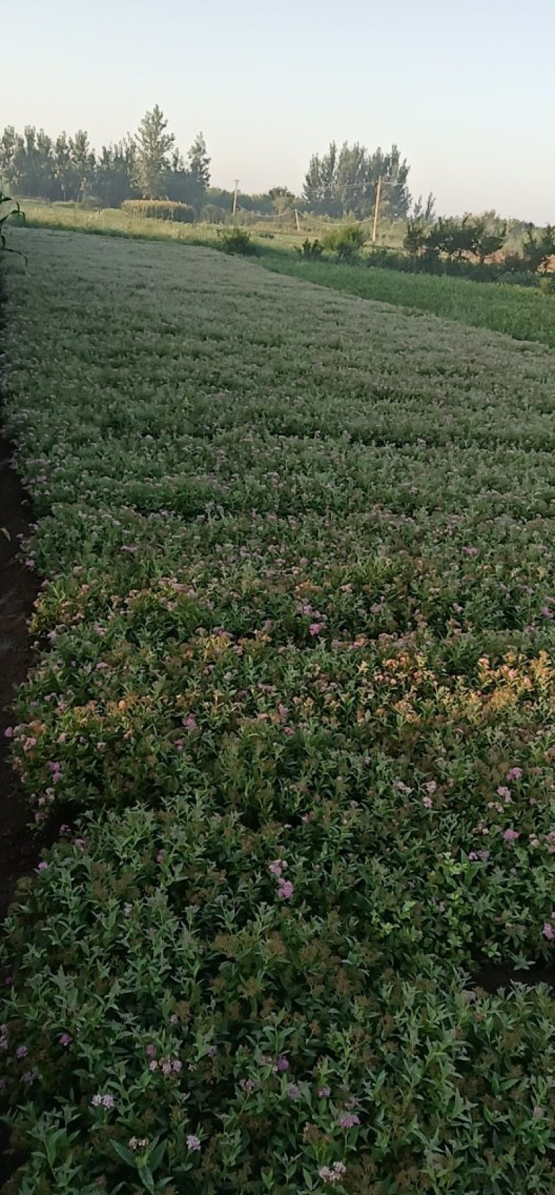 绣线菊，高度25到50公分