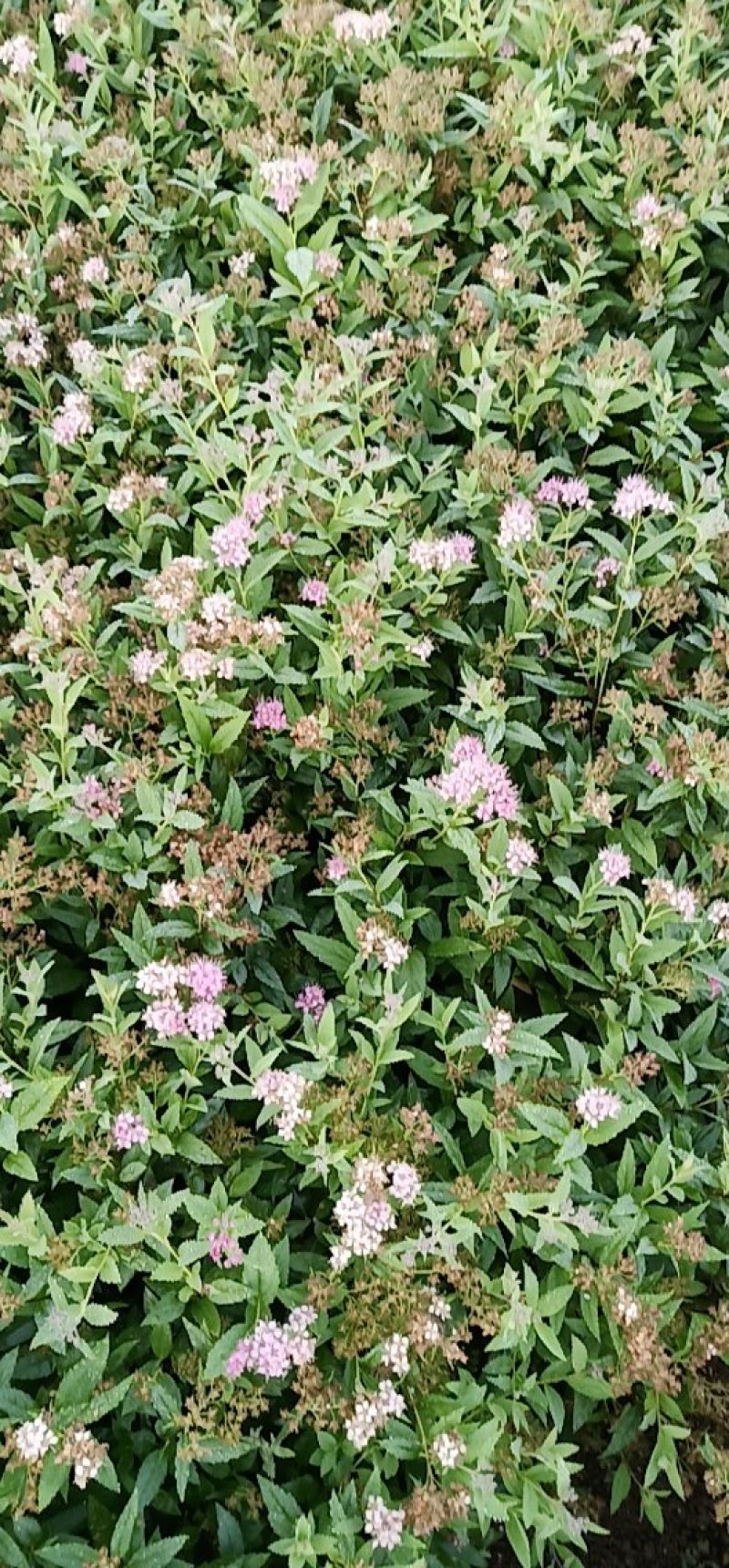绣线菊，高度25到50公分