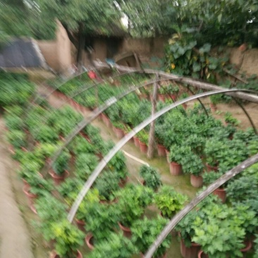 菊花，品种多，株高标准，