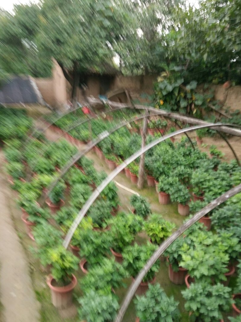 菊花，品种多，株高标准，