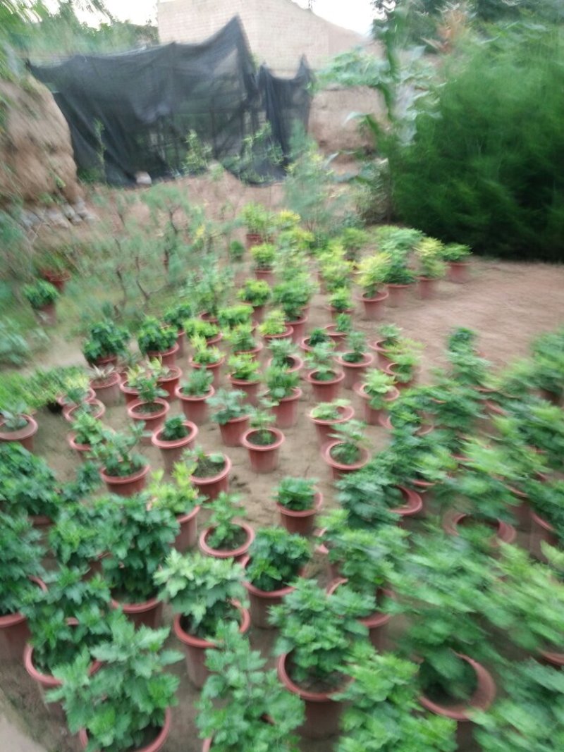 菊花，品种多，株高标准，
