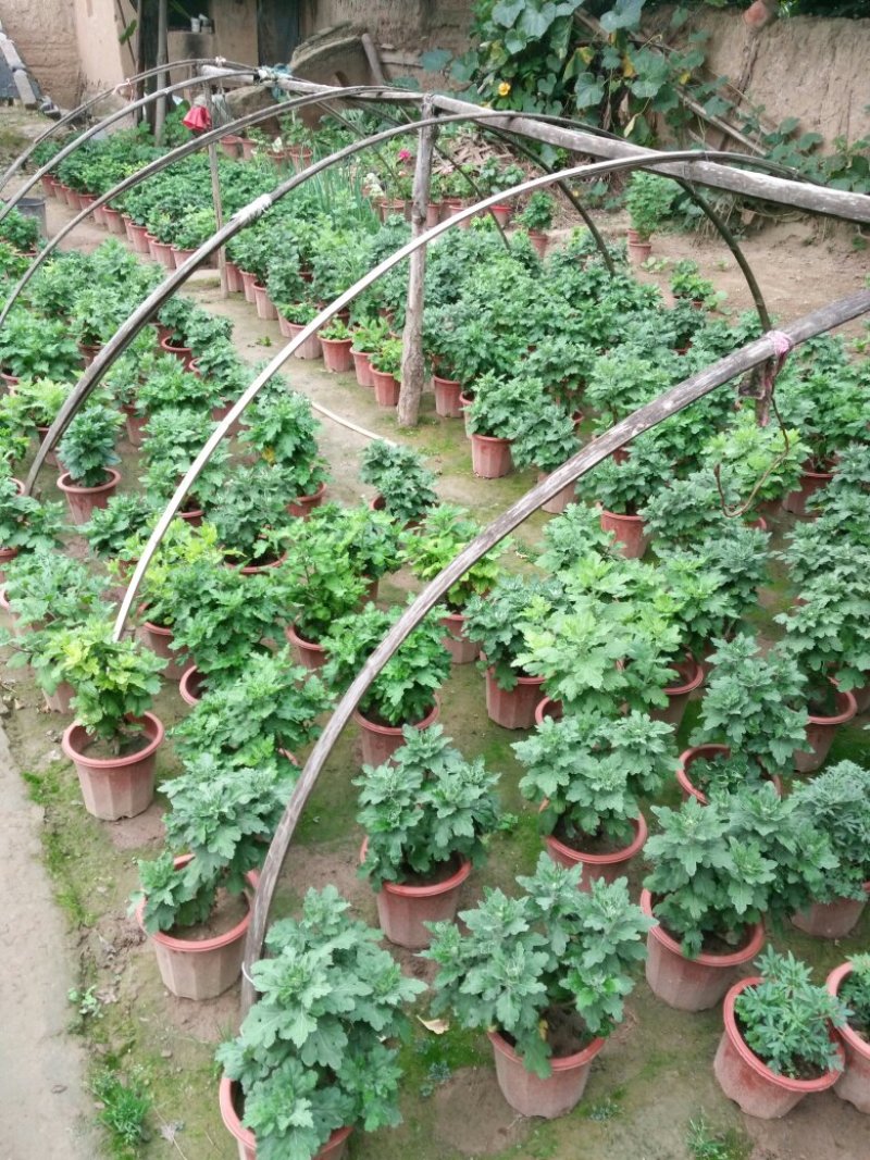 菊花，品种多，株高标准，