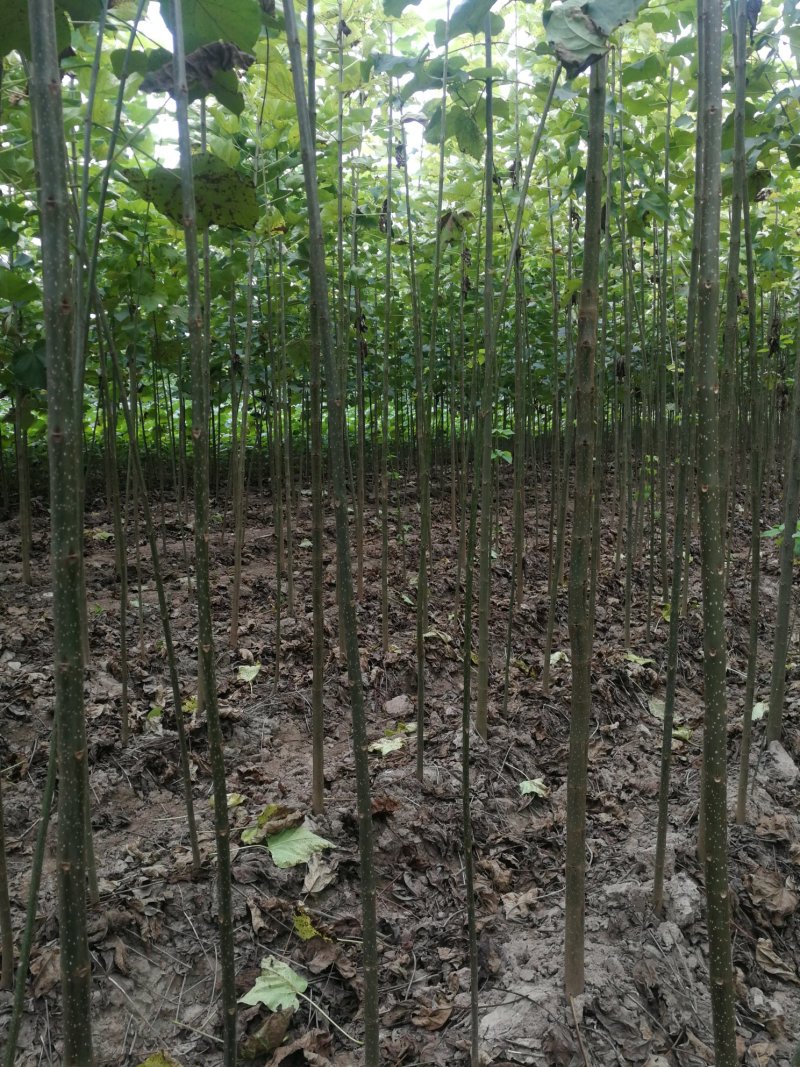 楸树