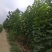 楸树