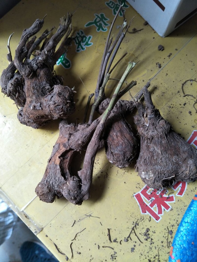 二年白术出售