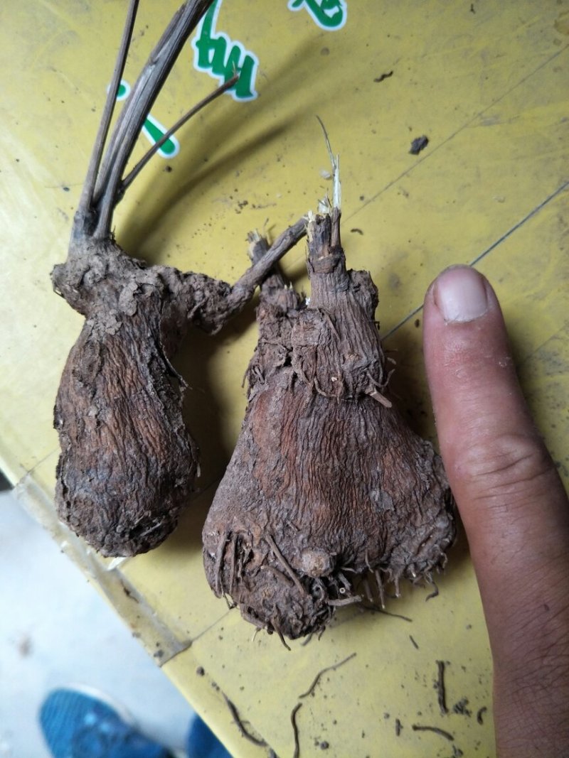二年白术出售