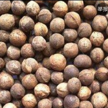 优质香樟种子