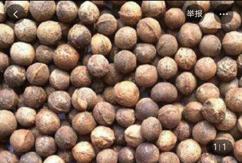 优质香樟种子