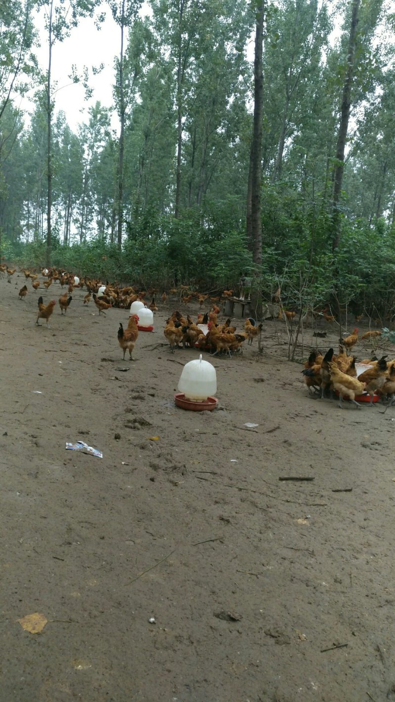 现有两千余只小公鸡对外出售，