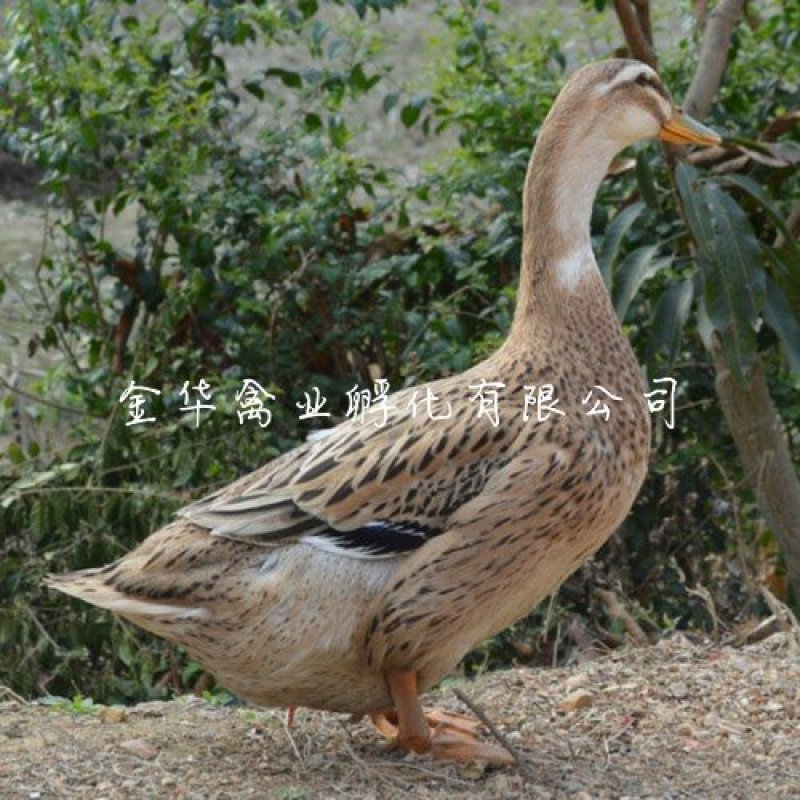 麻鸭苗