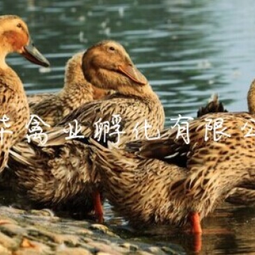 麻鸭苗