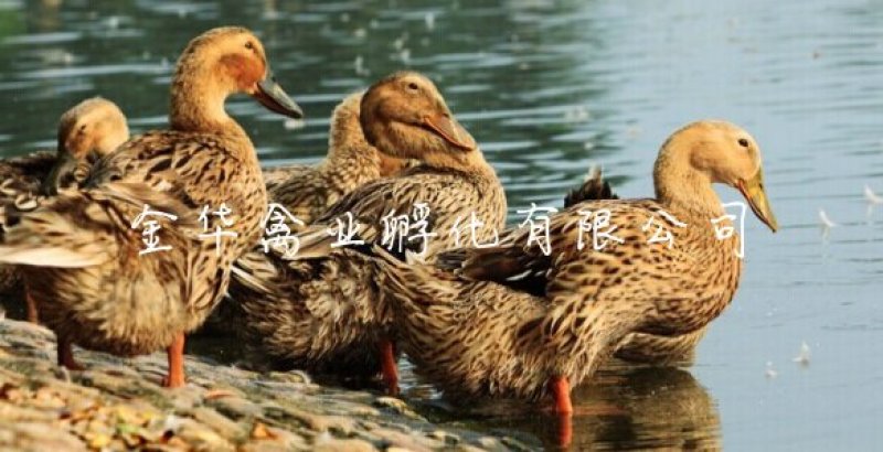 麻鸭苗