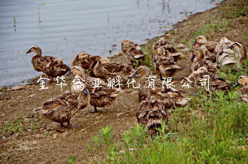 麻鸭苗