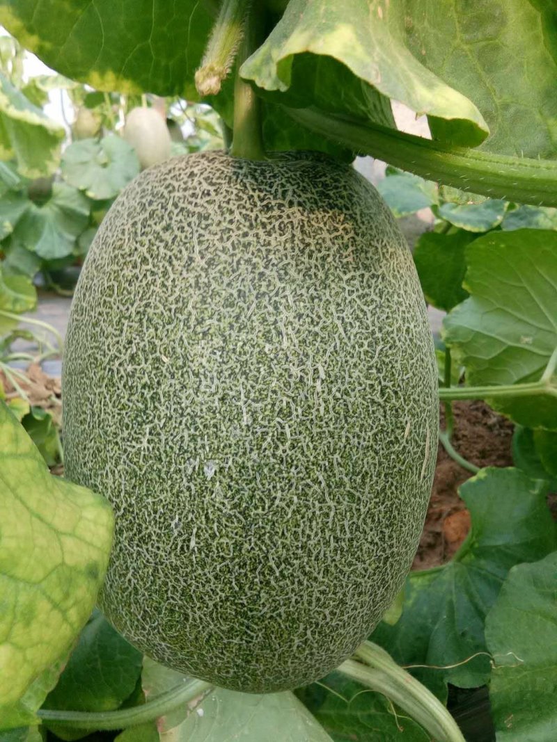 西州蜜瓜