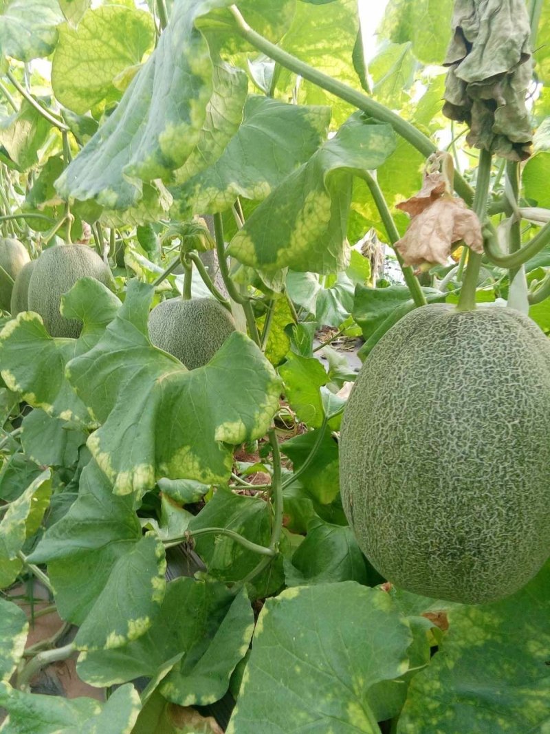 西州蜜瓜