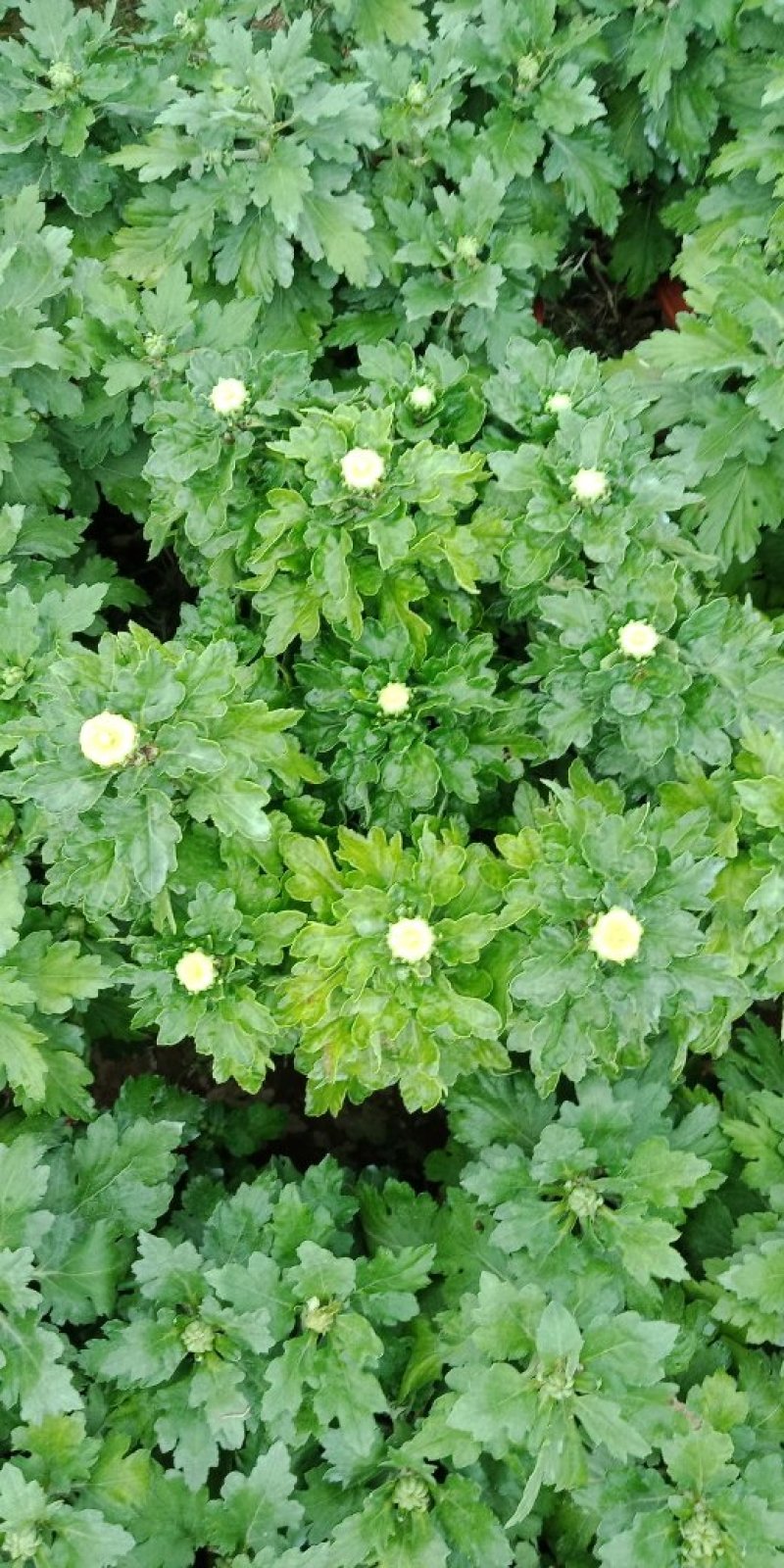 各类菊花