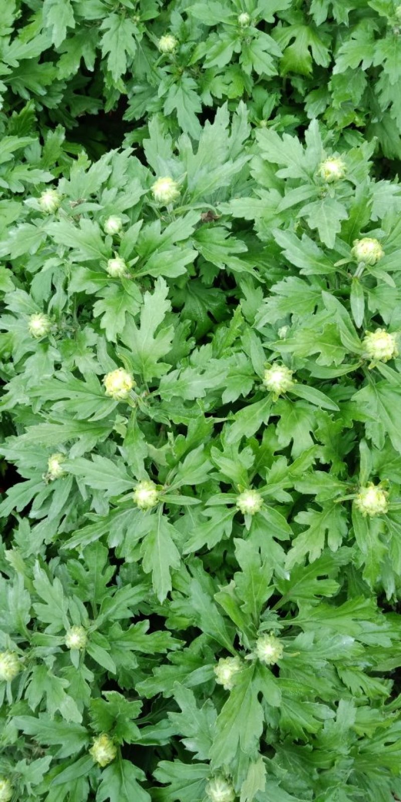 各类菊花