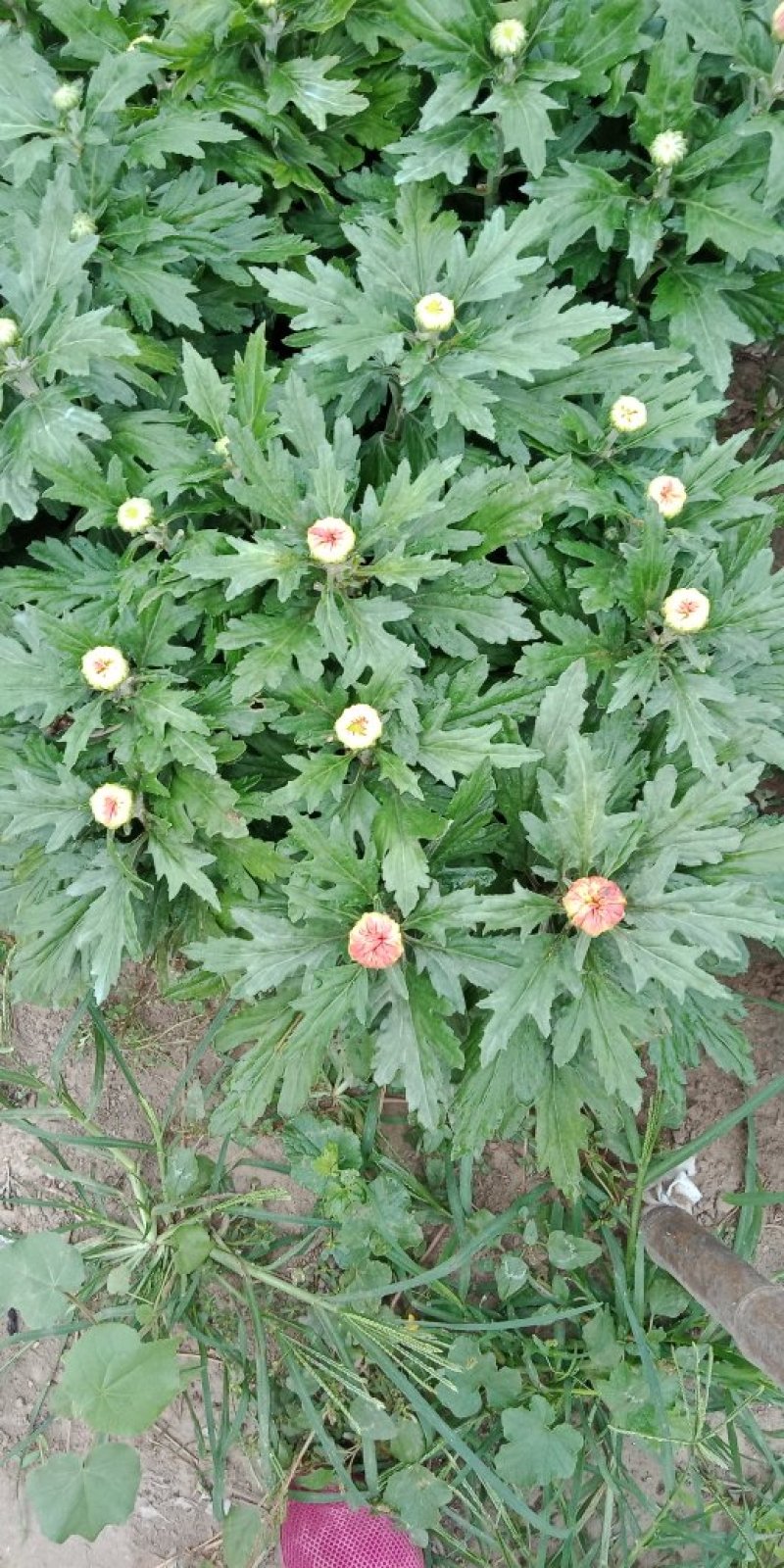 各类菊花